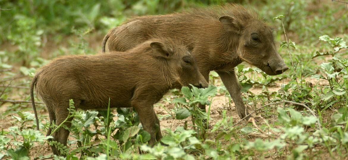 Baby warthogs