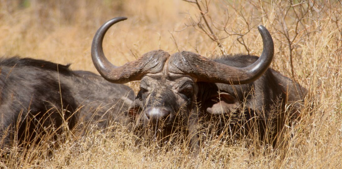 buffalo with big horns