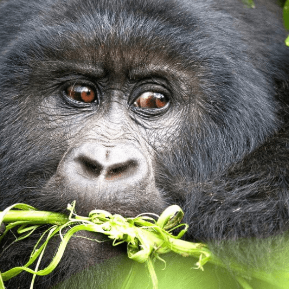 More Uganda Safari Guides Thumbnail