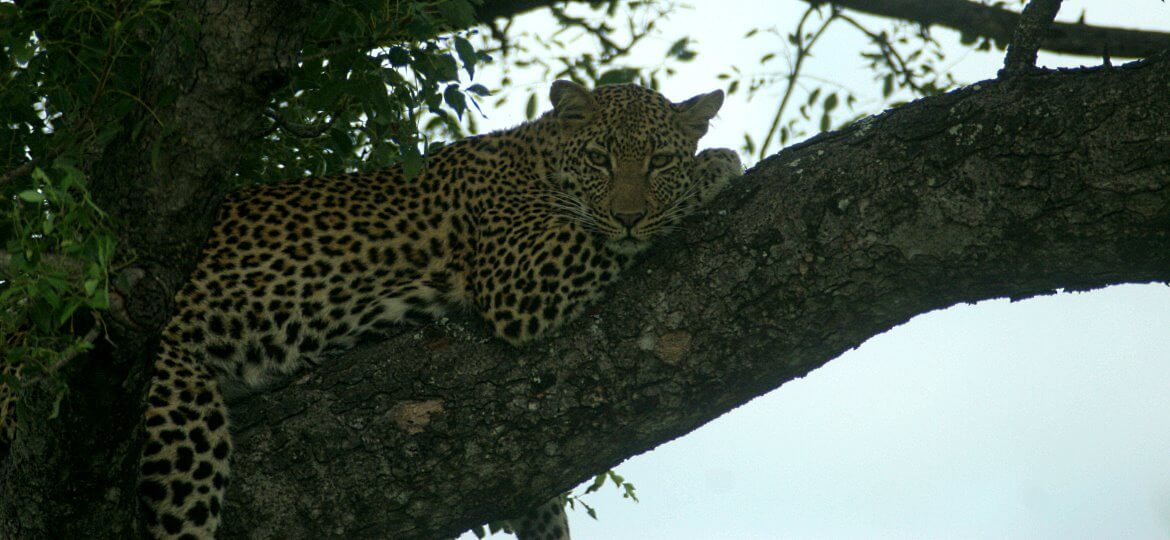 leopard lounging in a tree